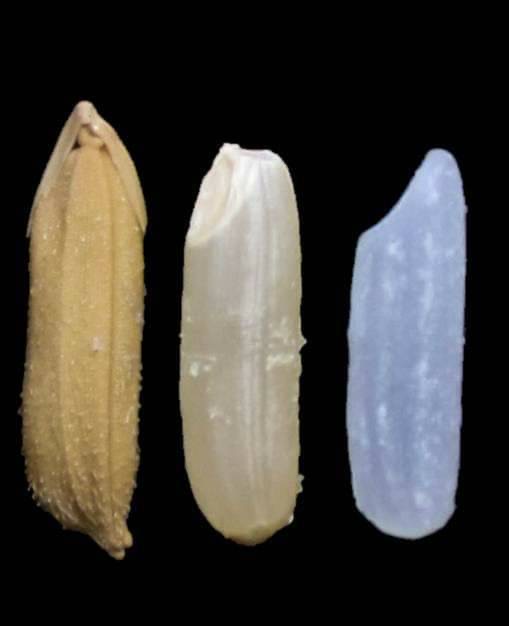 กรมข้าวเตรียมรับรองข้าว 4 สายพันธุ์ ขานรับนโยบายตลาดนำการผลิต 5 22A09AA1 C680 4A24 9940 46E5EA53A676