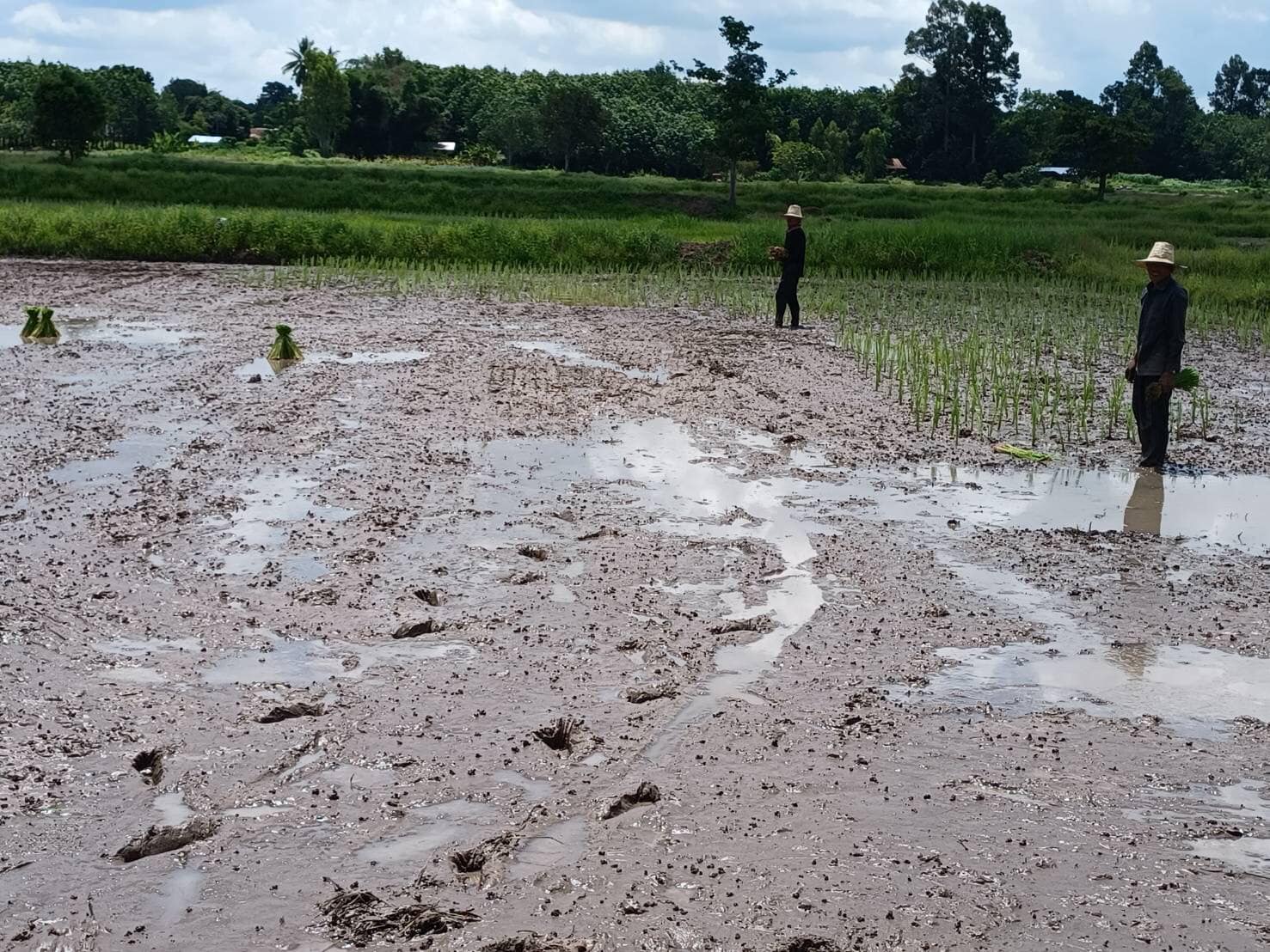ธ.ก.ส.จัดทัพ "แก้หนี้แก้จน" ช่วยลูกค้าก้าวข้ามวิกฤต ดูแลชนิดครบวงจร 2 290748918 331599202495237 4682463881509479154 n