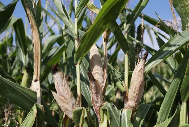 EU ชี้ยุโรปเผชิญ ‘ภัยแล้ง’ รุนแรงสุดในรอบ 500 ปี 2 2A46E98D 6DCB 44CA 992C FFA9C2EB20E7