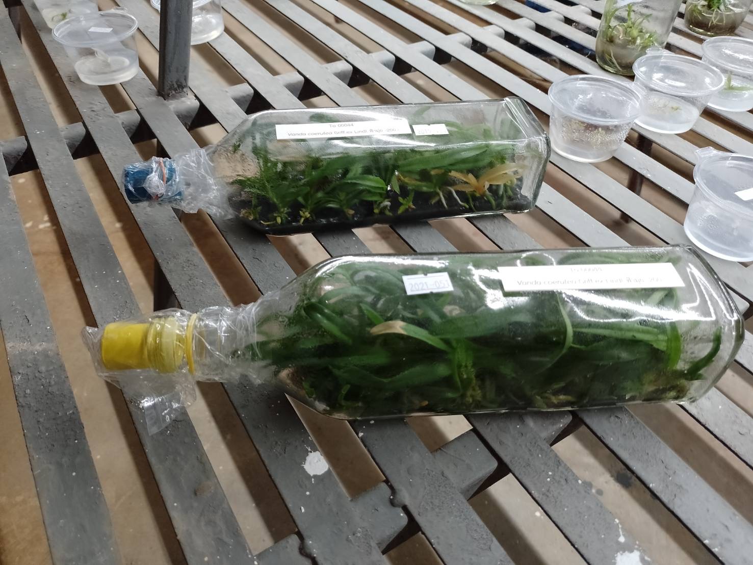 ปล่อย ”ฟ้ามุ่ย คืนสู่ป่า” เฉลิมพระเกียรติพระบรมราชชนนีพันปีหลวง 5 40396DFF 9788 4155 9952 EDA98B4F5495