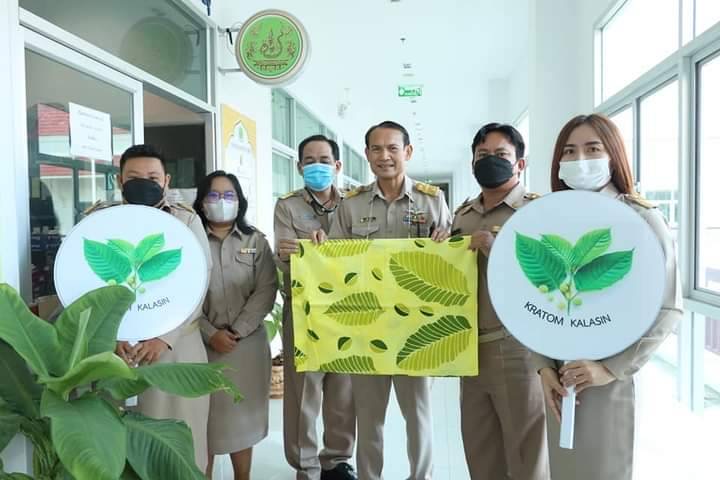 กาฬสินธุ์พร้อมจัดงานวันกระท่อมโลก บันทึกตำนานจากยาเสพติด สู่พืชเศรษฐกิจชุมชน 4 43B36D70 FAD4 416E 9DAA 92B6680B541C