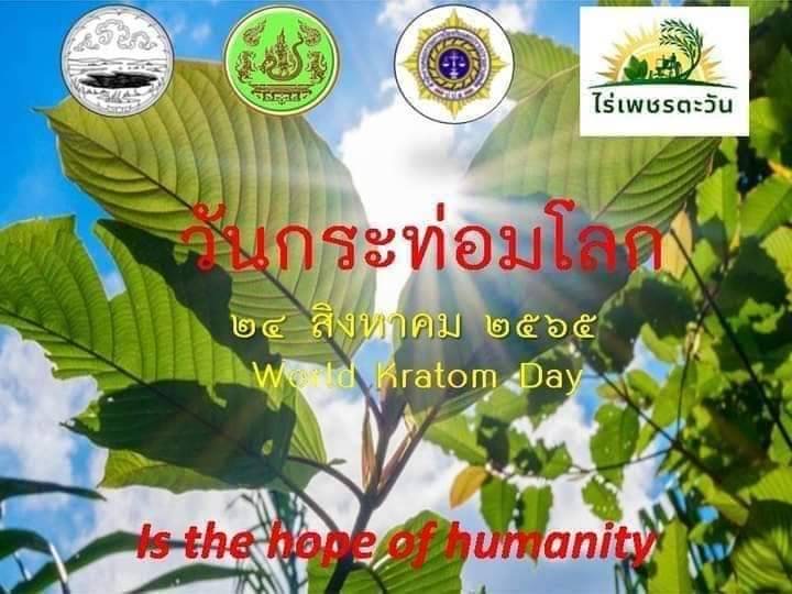 กาฬสินธุ์พร้อมจัดงานวันกระท่อมโลก บันทึกตำนานจากยาเสพติด สู่พืชเศรษฐกิจชุมชน 3 4DE1B19B C1C0 4027 B275 492DC584B607