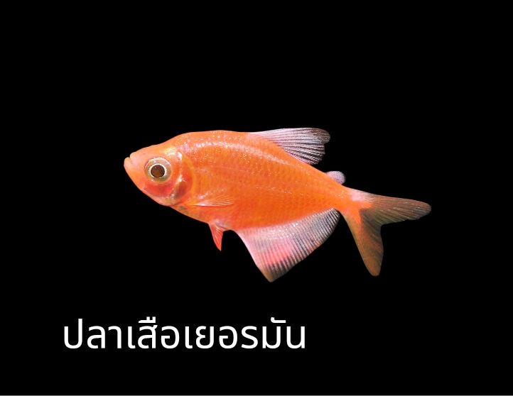 53A54026 B85E 46FD 9734 83C9C1BF43B5