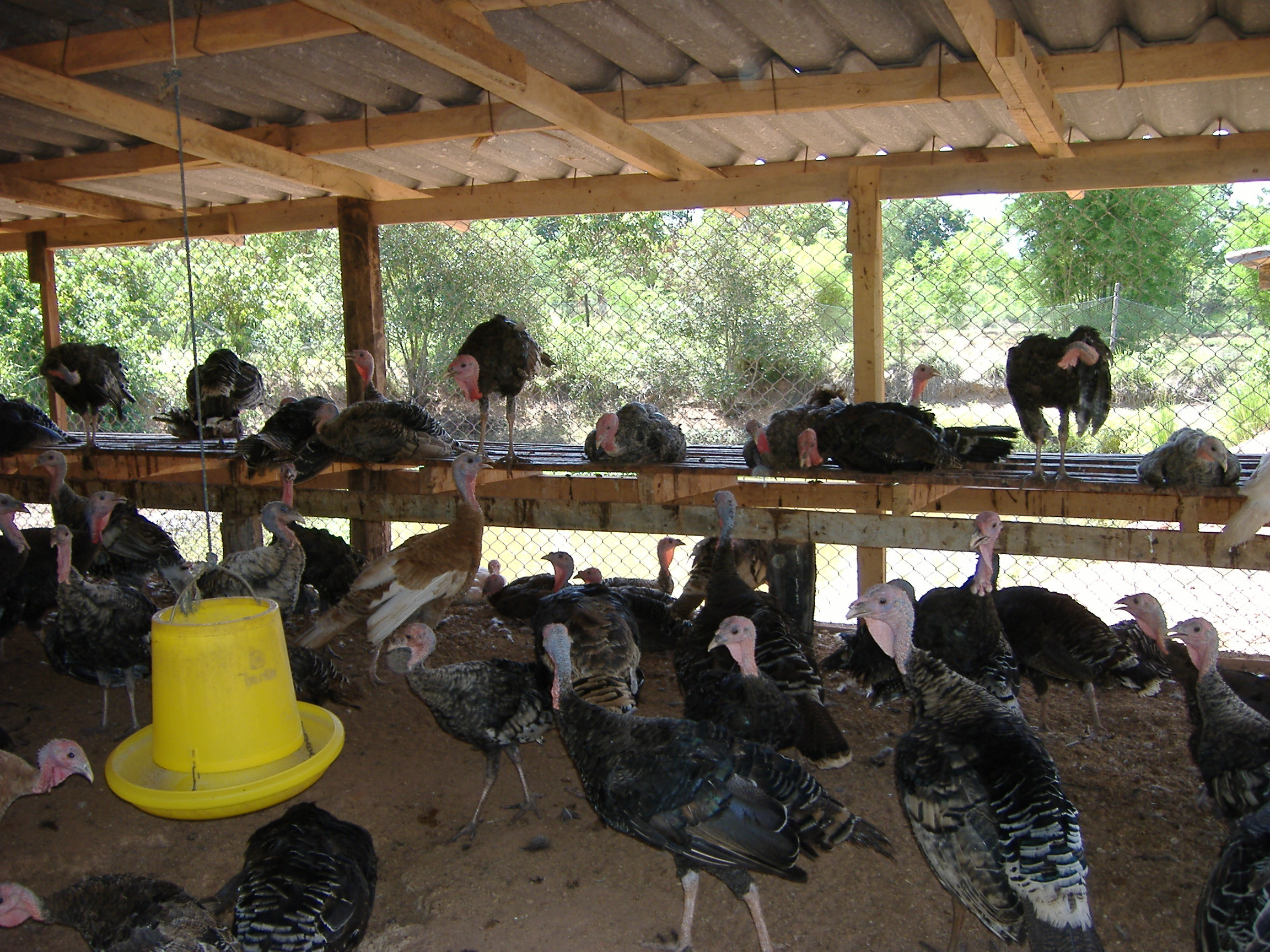 ปศุสัตว์-จ.นครพนม ร่วมผลักดัน“ไก่งวงคำเกิ้ม”เป็นสินค้าอัตลักษณ์พื้นถิ่น 3 563AC9F1 51D0 4642 9E53 8BF1012B6ECB