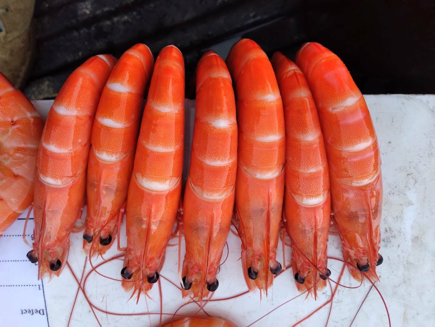 ประมงยันคุมเข้มตรวจโรค-สารตกค้างกุ้งทะเลนำเข้า 4 75299851 A0D3 4C6F B773 D8DE76619C8D