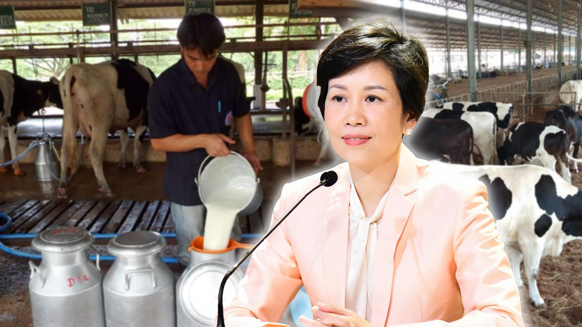 เกษตรกรโคนมเฮ! ครม.อนุมัติรับซื้อน้ำนมดิบเพิ่มกิโลกรัมละ 1.50 บาท 1 782816CB A208 4A7F BEA5 3BE516962E50