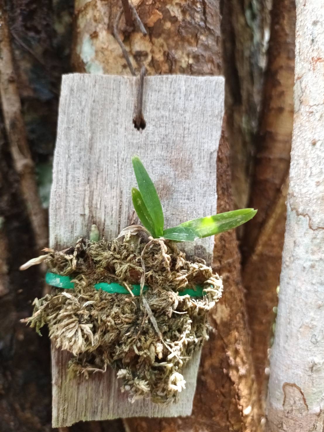 ปล่อย ”ฟ้ามุ่ย คืนสู่ป่า” เฉลิมพระเกียรติพระบรมราชชนนีพันปีหลวง 3 9D14D8DE E098 4602 82D2 7F6387EBAD93