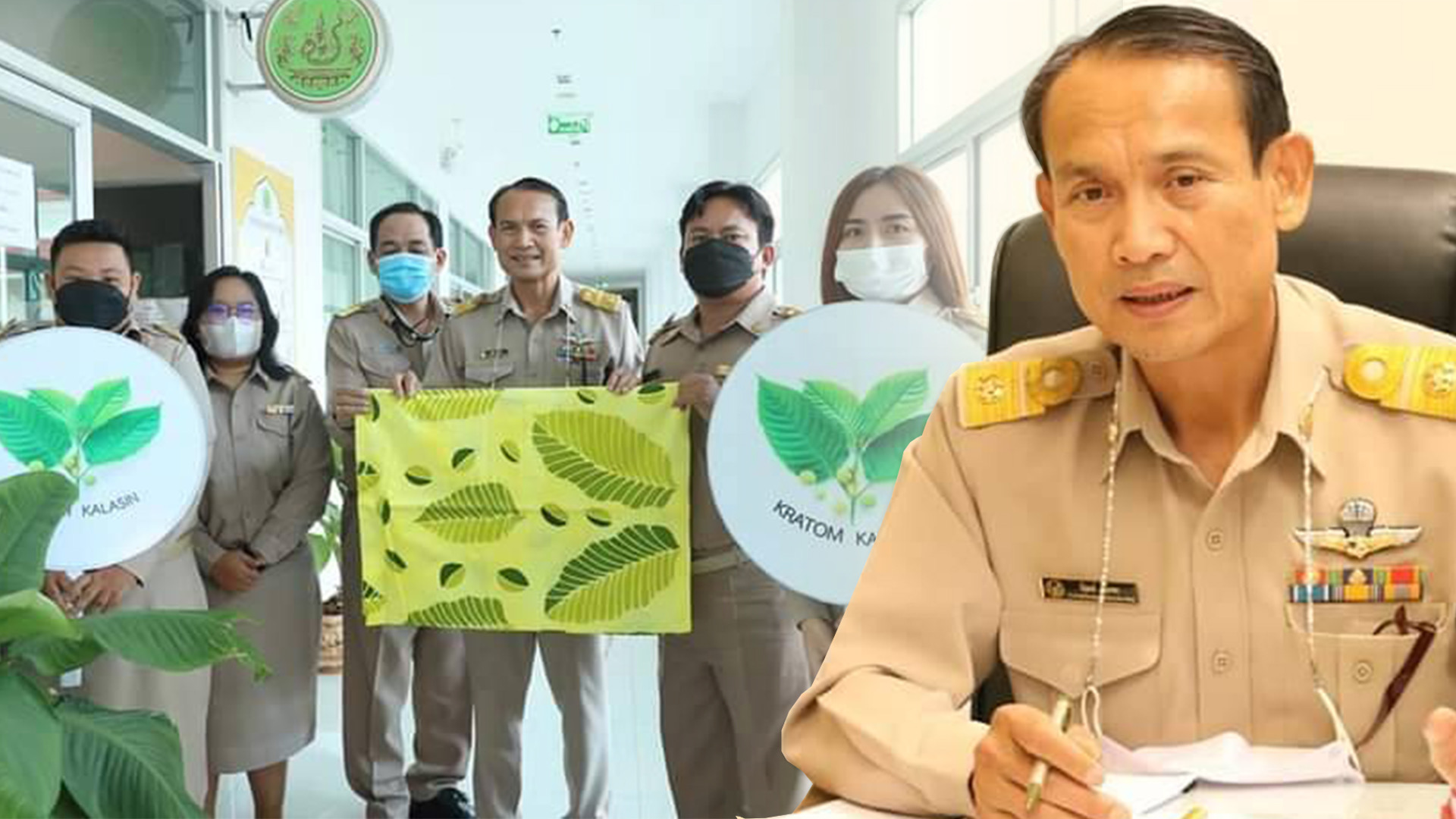 กาฬสินธุ์พร้อมจัดงานวันกระท่อมโลก บันทึกตำนานจากยาเสพติด สู่พืชเศรษฐกิจชุมชน 1 A5EC5926 7132 4DD0 BF99 A86F08D7FA8E