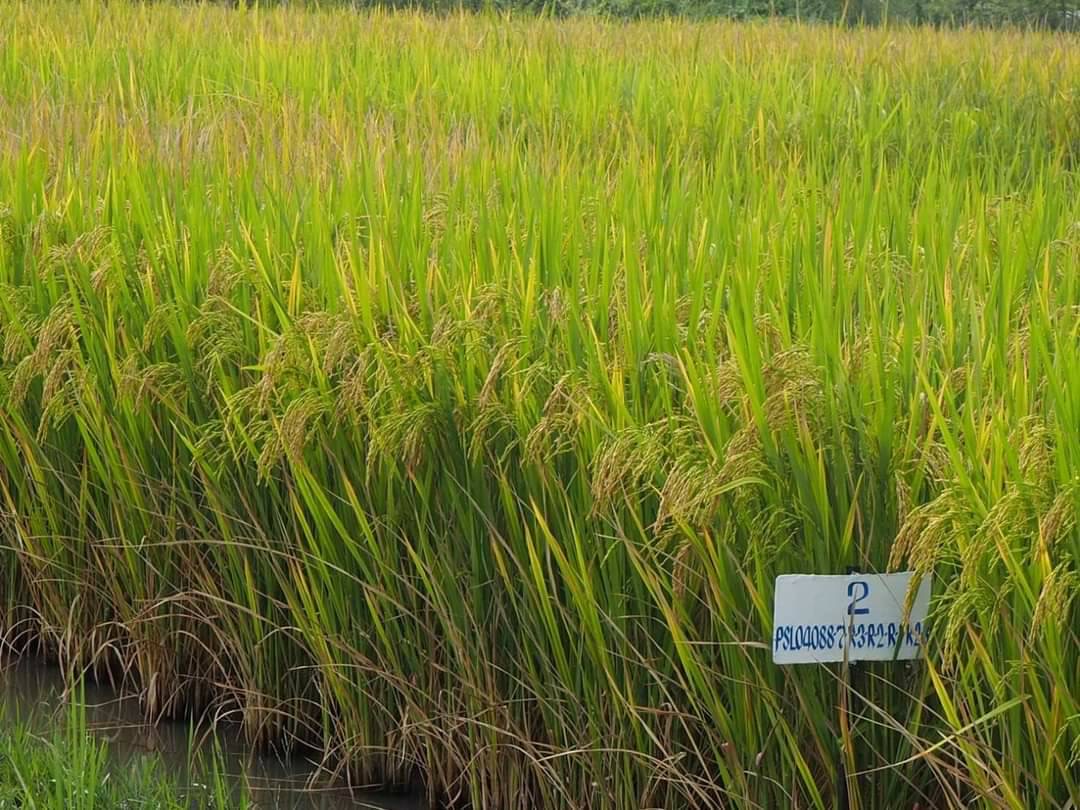 กรมข้าวเตรียมรับรองข้าว 4 สายพันธุ์ ขานรับนโยบายตลาดนำการผลิต 3 B70599EB 1A09 45B1 8CED B74116970049