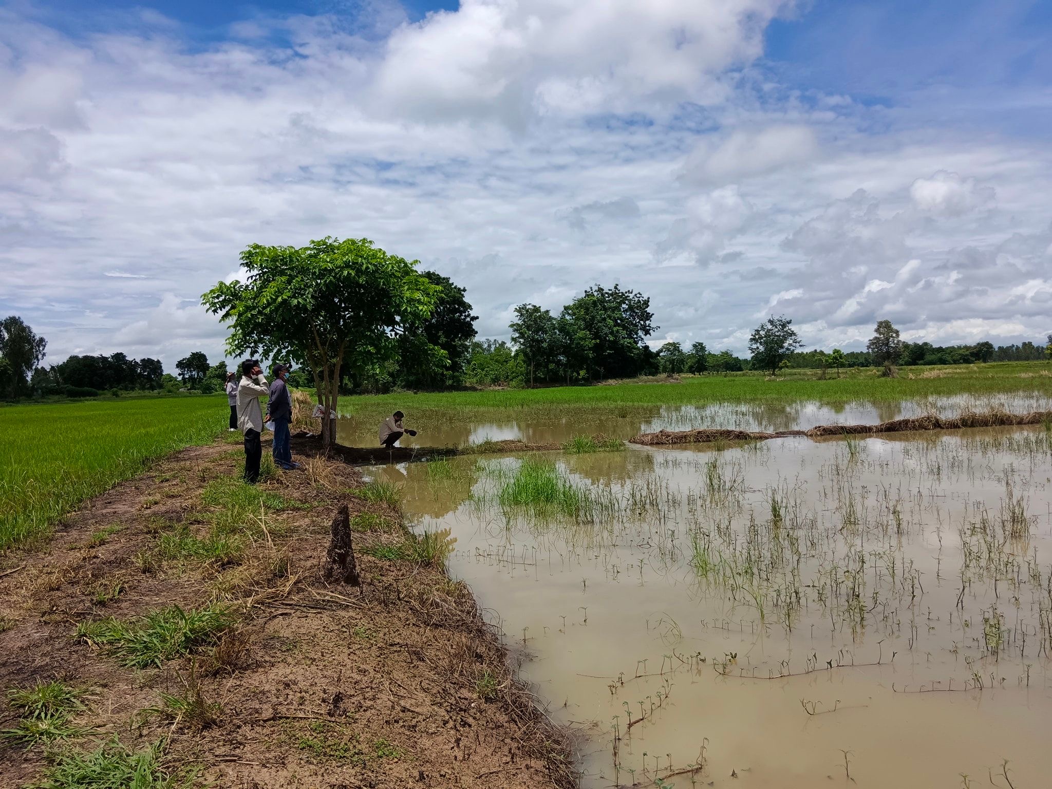 กระทรวงเกษตรฯให้หน่วยงานในสังกัดเตรียมช่วยเหลือเกษตรกร จากเหตุอุทกภัย 14 จังหวัด 3 CA6C11F6 26BD 411A 9E49 22A1BE126ED9