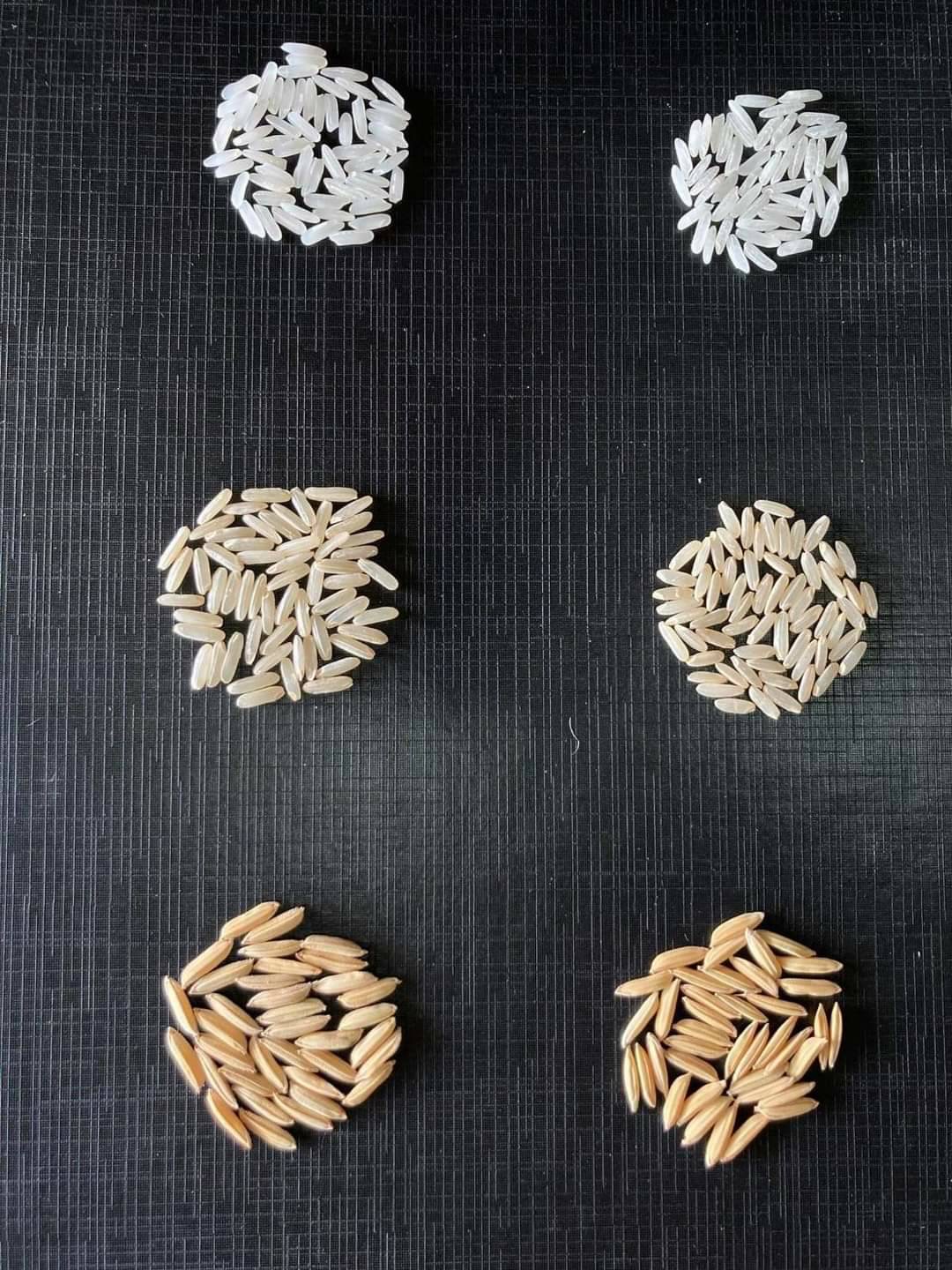 กรมข้าวเตรียมรับรองข้าว 4 สายพันธุ์ ขานรับนโยบายตลาดนำการผลิต 2 CC251E0B 6C29 4361 9675 5538E3D4BC23