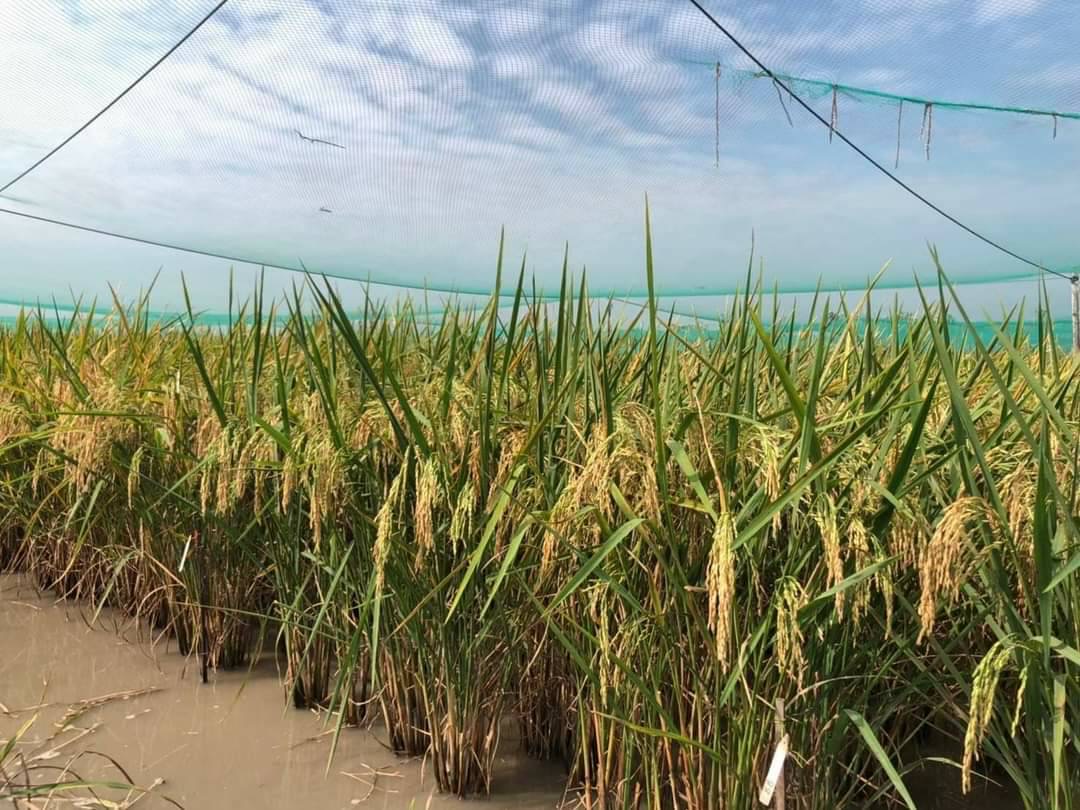 กรมข้าวเตรียมรับรองข้าว 4 สายพันธุ์ ขานรับนโยบายตลาดนำการผลิต 6 CF5C29E3 3C9F 429E 88AE 8C50576E239C