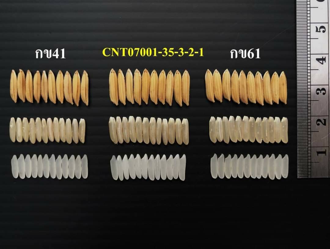 กรมข้าวเตรียมรับรองข้าว 4 สายพันธุ์ ขานรับนโยบายตลาดนำการผลิต 4 D87B57E4 A500 409C A349 6C6BDEB698BA