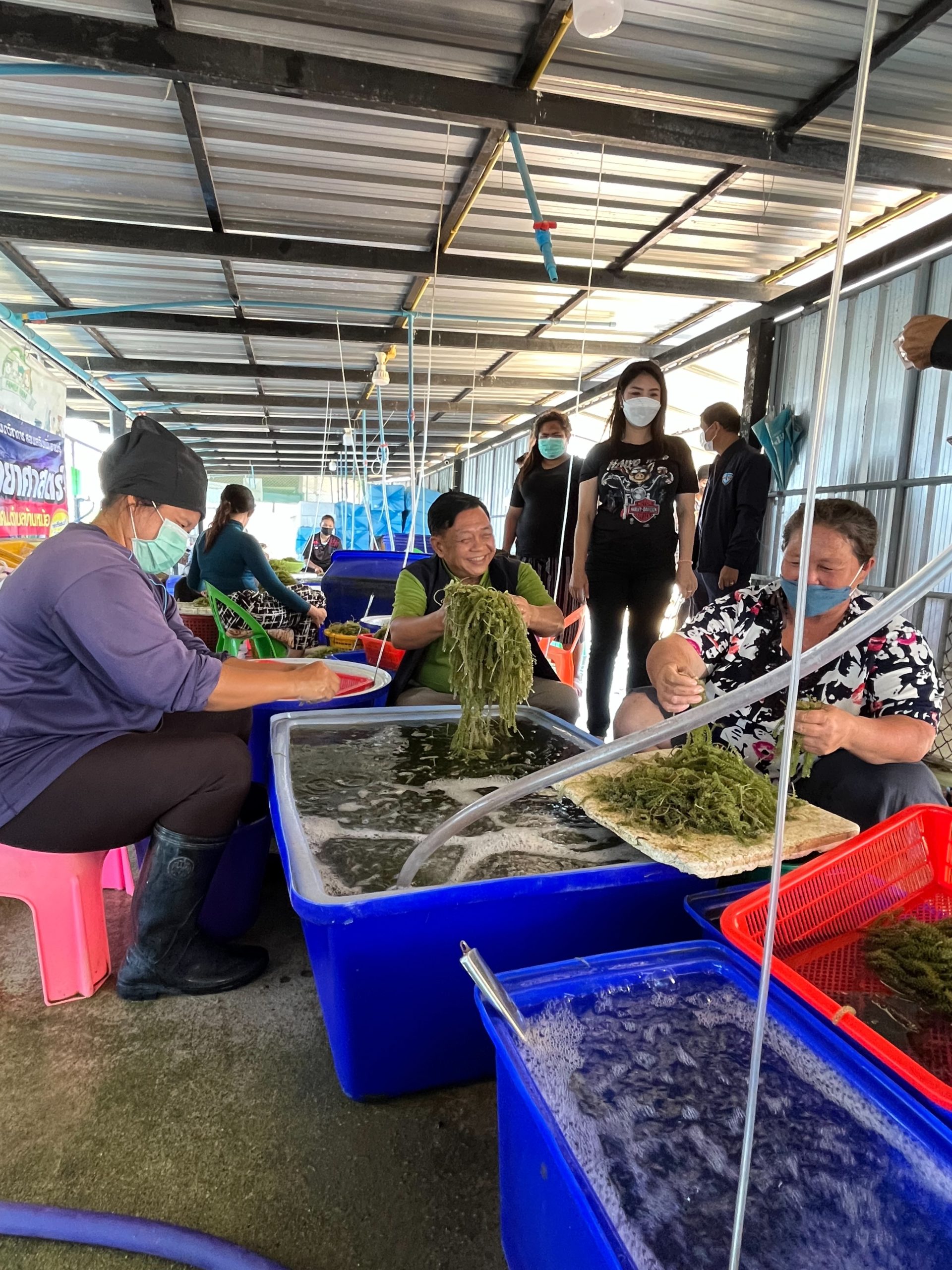 อลงกรณ์ ขับเคลื่อน เพชรบุรีโมเดล คิกออฟโครงการพืชเศรษฐกิจใหม่ สาหร่ายอาหารแห่งอนาคต หวังสร้างอาชีพเพิ่มรายได้ให้เกษตรกร 2 S 21209109 scaled