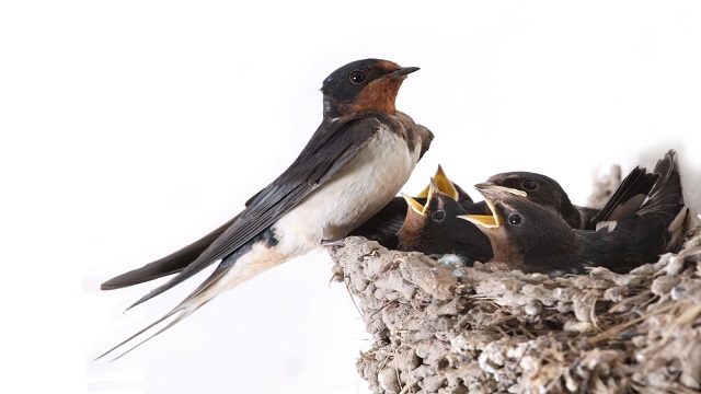 swallow