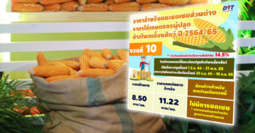 ข้าวโพด3 1