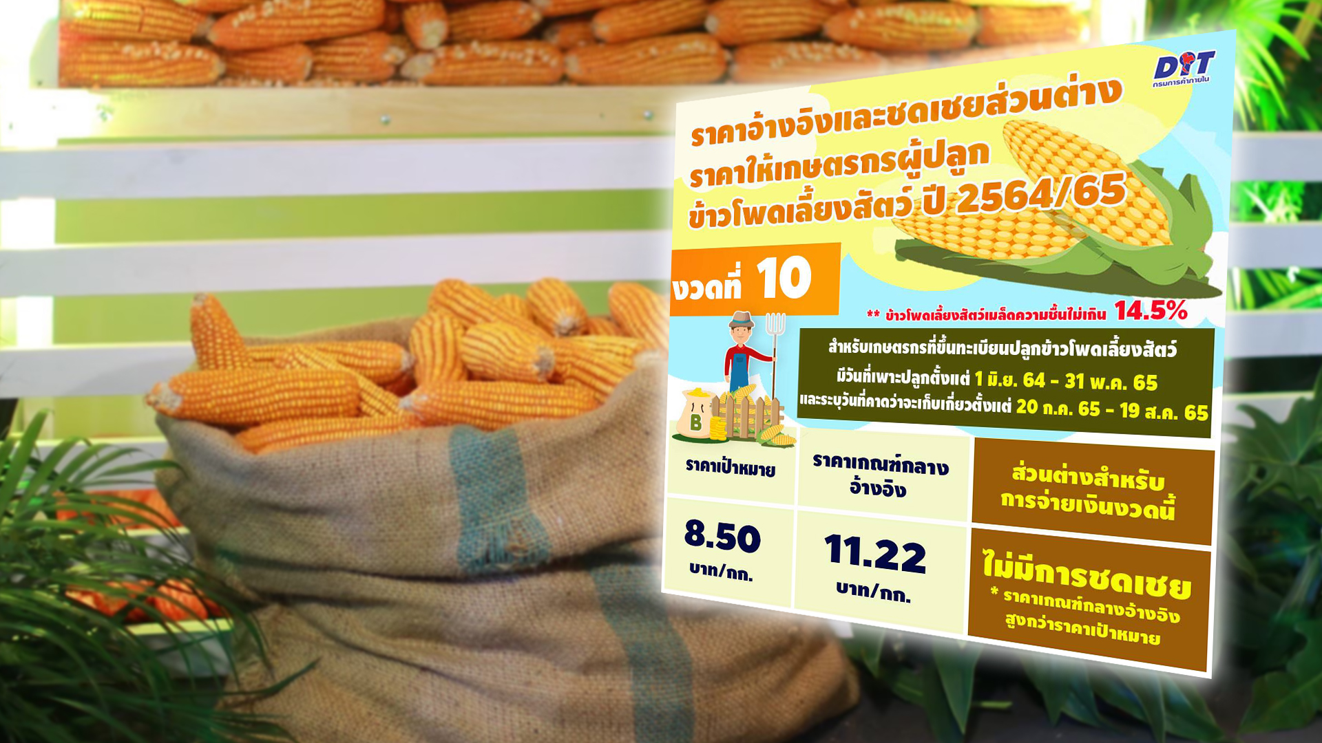 ข้าวโพด3 1