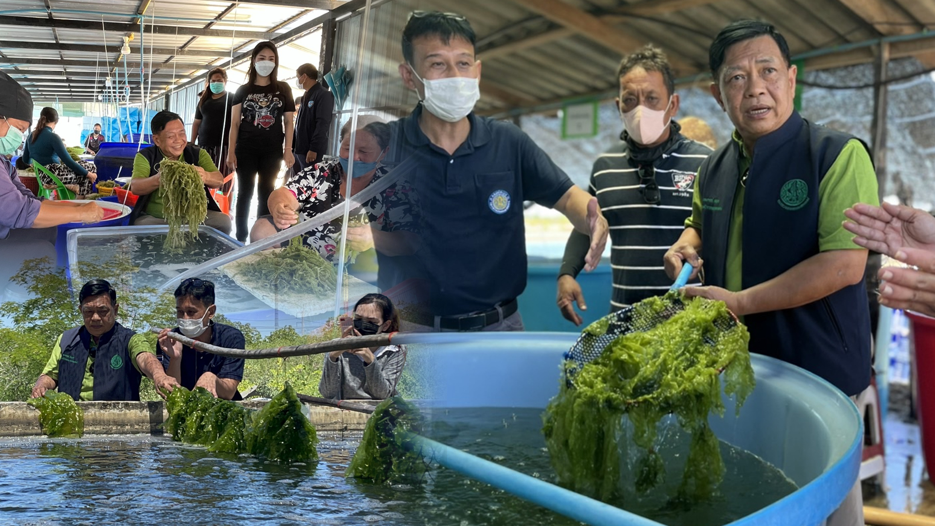 อลงกรณ์ ขับเคลื่อน เพชรบุรีโมเดล คิกออฟโครงการพืชเศรษฐกิจใหม่ สาหร่ายอาหารแห่งอนาคต หวังสร้างอาชีพเพิ่มรายได้ให้เกษตรกร 1 คิกออฟ2