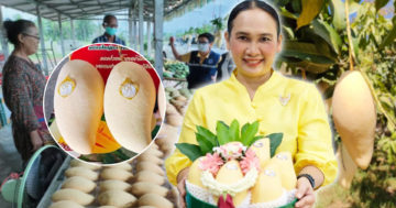 มะม่วง3 1