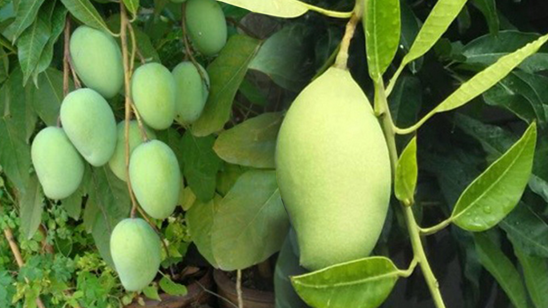 ความท้าทาย มะม่วง3