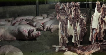 หมู 1