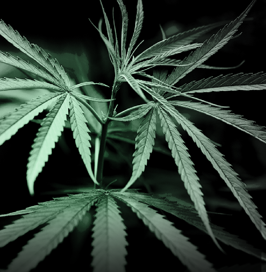 บุคลากรการแพทย์1,363 คนแถลงการณ์จี้รัฐปิดสุญญากาศกัญชาหลังสภาถอนร่างกฎหมายกัญชา 2 07062022 TCC News Marijuana 02 1