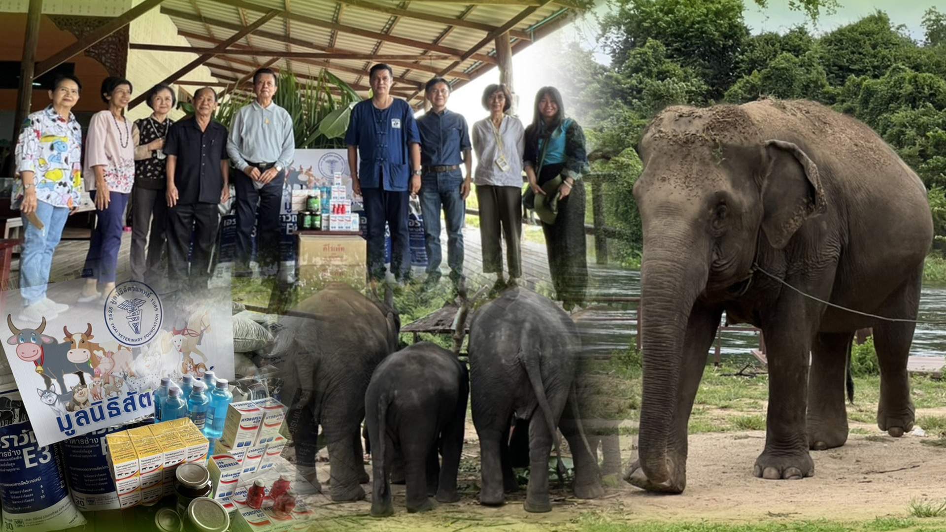 กรมปศุสัตว์บูรณาการภาคเอกชนร่วมมือมูลนิธิสัตวแพทย์จัดทำโครงการรักษ์ช้าง เพื่อดำเนินการช่วยเหลือช้างในปางช้าง ช.ช้างชรา จังหวัดกาญจนบุรี 1 0A96D8AD D753 4CE7 8D16 77280B50C5A2
