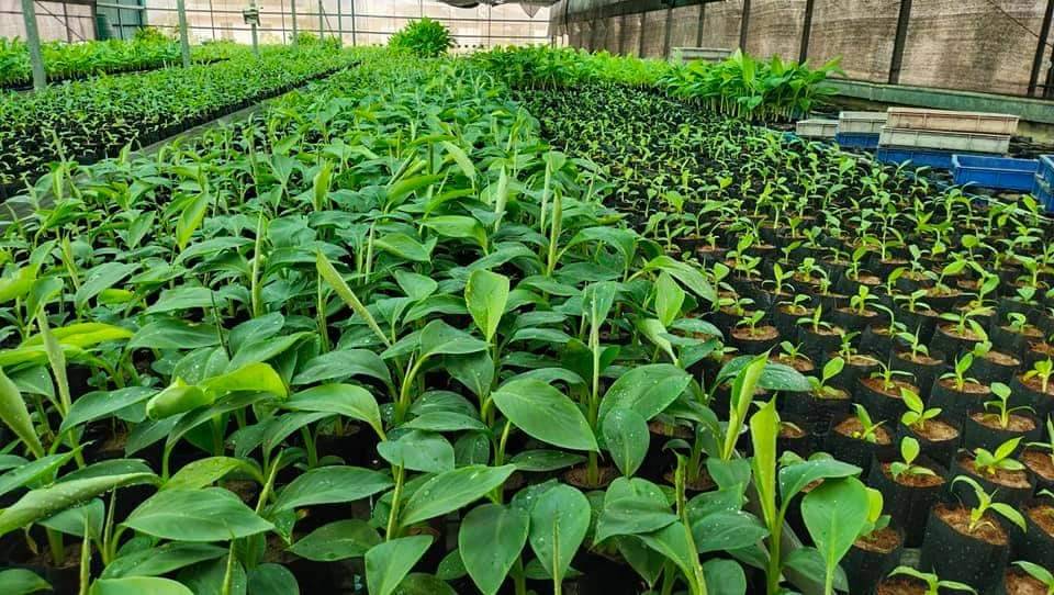 กรมส่งเสริมการเกษตร ตั้งเป้า 10 ปี ก้าวสู่การเป็นผู้นำด้านการผลิตและขยายพืชพันธุ์ดี 3 227279