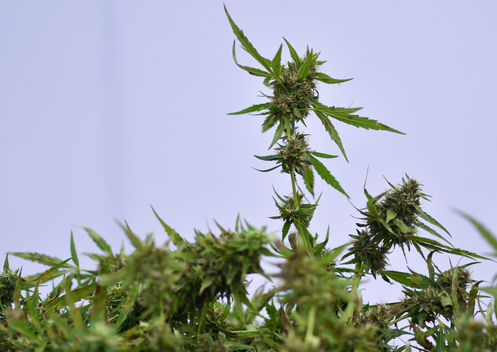 308463954 536511244948386 3761345048692632334 n