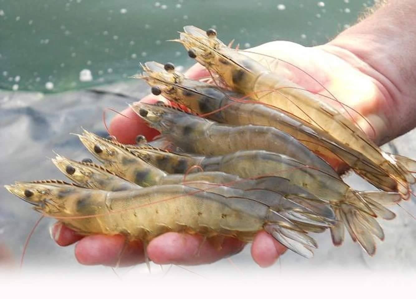 บอร์ดกุ้งแจงนำเข้ากุ้งเพื่อแปรรูปส่งออกสร้างรายได้เข้าประเทศ ในช่วงผลผลิตในประเทศขาดแคลนเท่านั้น 2 586658A9 F81E 4BBE 9652 6F185E46CAAD