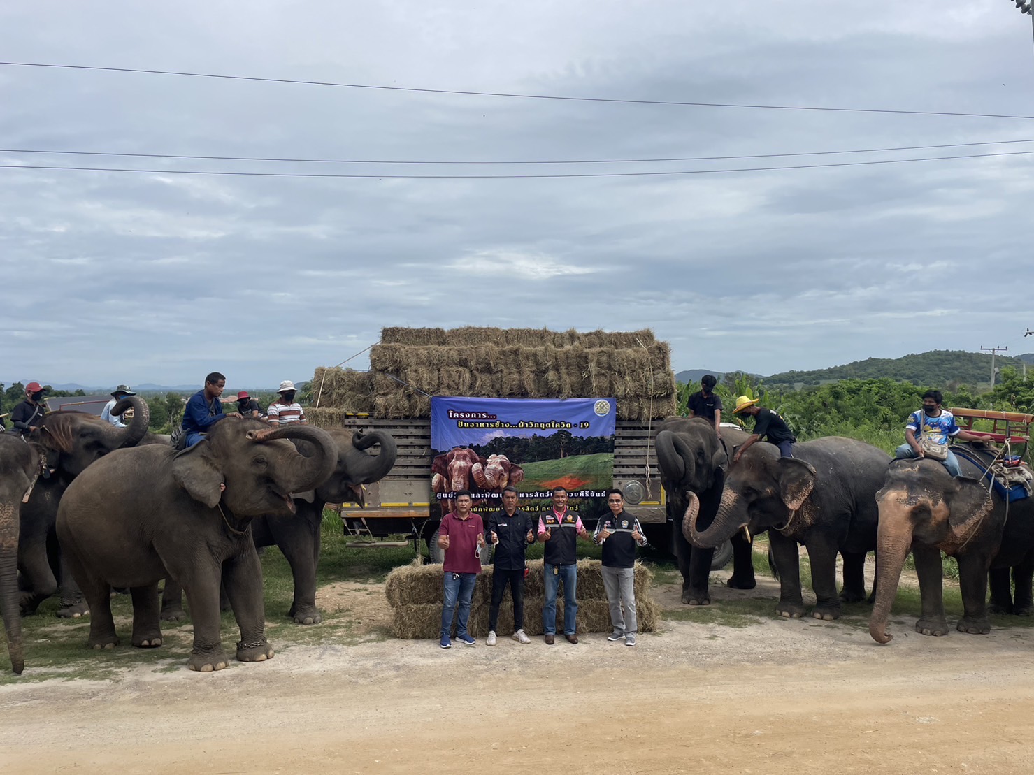 กรมปศุสัตว์บูรณาการภาคเอกชนร่วมมือมูลนิธิสัตวแพทย์จัดทำโครงการรักษ์ช้าง เพื่อดำเนินการช่วยเหลือช้างในปางช้าง ช.ช้างชรา จังหวัดกาญจนบุรี 4 8B031E27 2102 4847 8D29 4CCD13BEE754