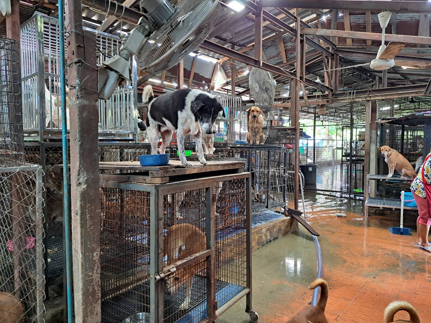 กรมปศุสัตว์ให้ความช่วยเหลือเหตุน้ำท่วมสถานสงเคราะห์สัตว์”บ้านหมาป้ามณี” จ.ปทุมธานี 2 8D390A31 A1FF 4710 B82E D8C1B75FB298