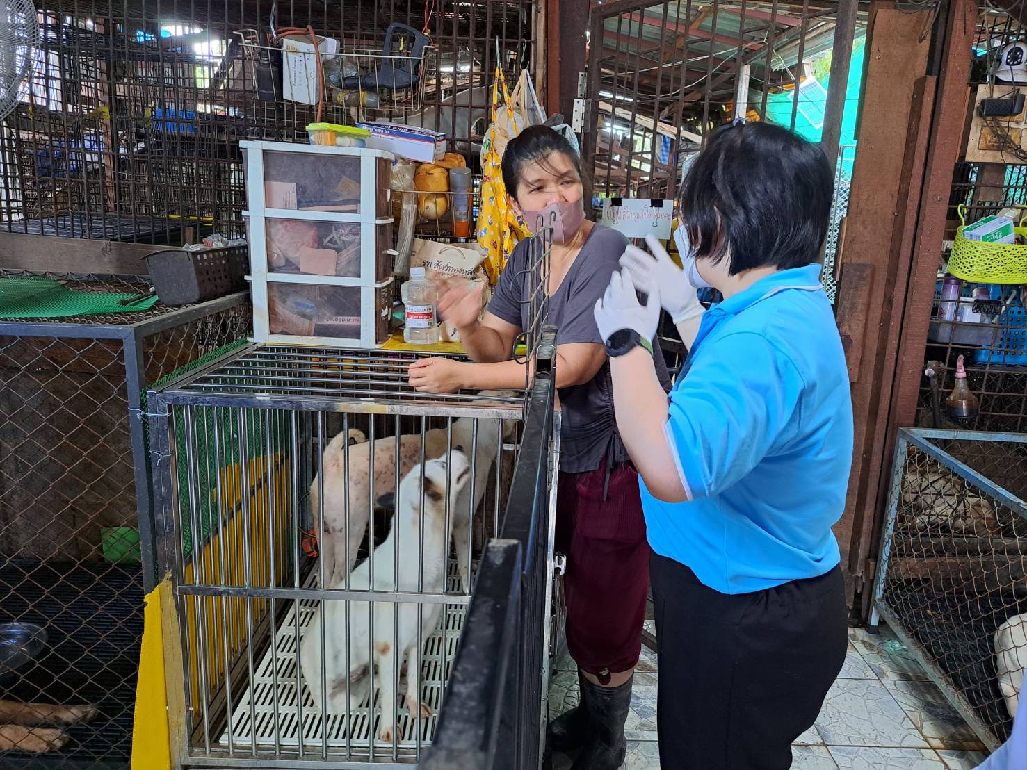 กรมปศุสัตว์ให้ความช่วยเหลือเหตุน้ำท่วมสถานสงเคราะห์สัตว์”บ้านหมาป้ามณี” จ.ปทุมธานี 3 8E313495 5710 4661 B227 9967B2E79A3E