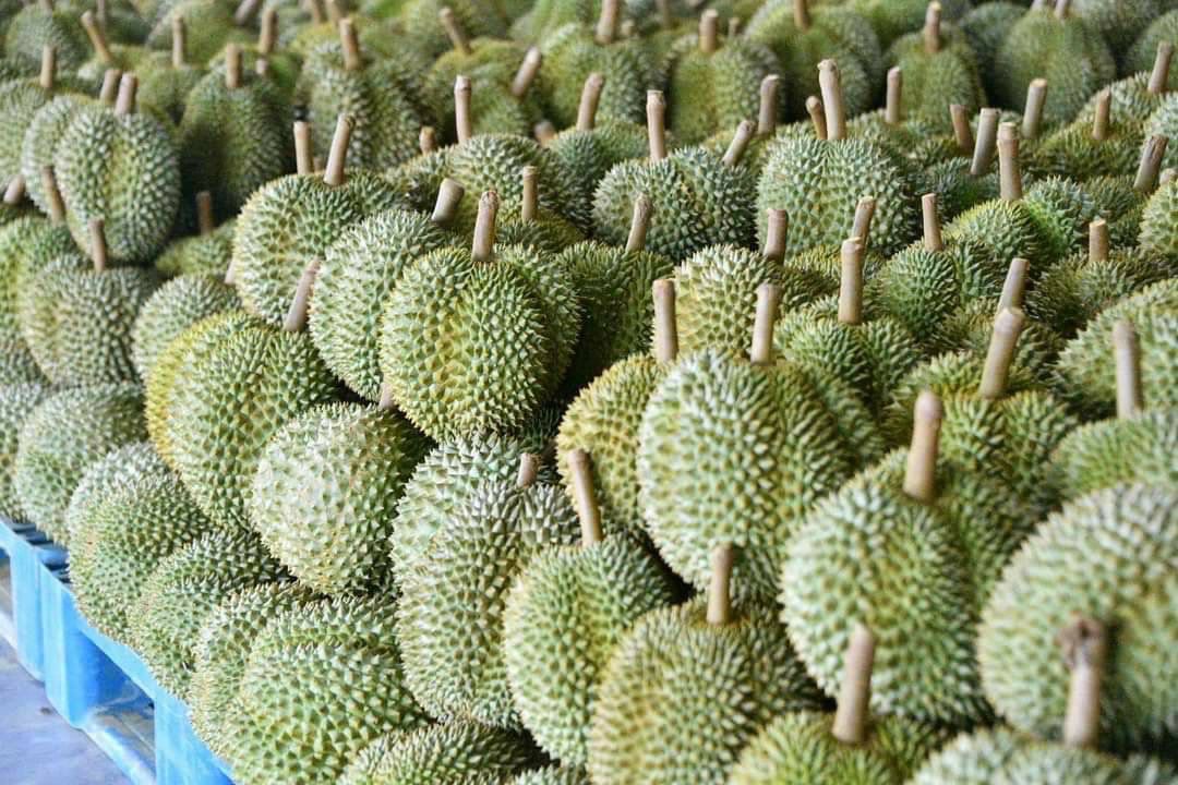 ทูตเกษตรฯแนะ”ทุเรียนไทย”วิ่ง สู้ ฟัด สกัดคู่แข่ง เร่งปรับตัวทั้งระบบ 3 A15C001B 3710 4BCE A6F6 099857B81B5B