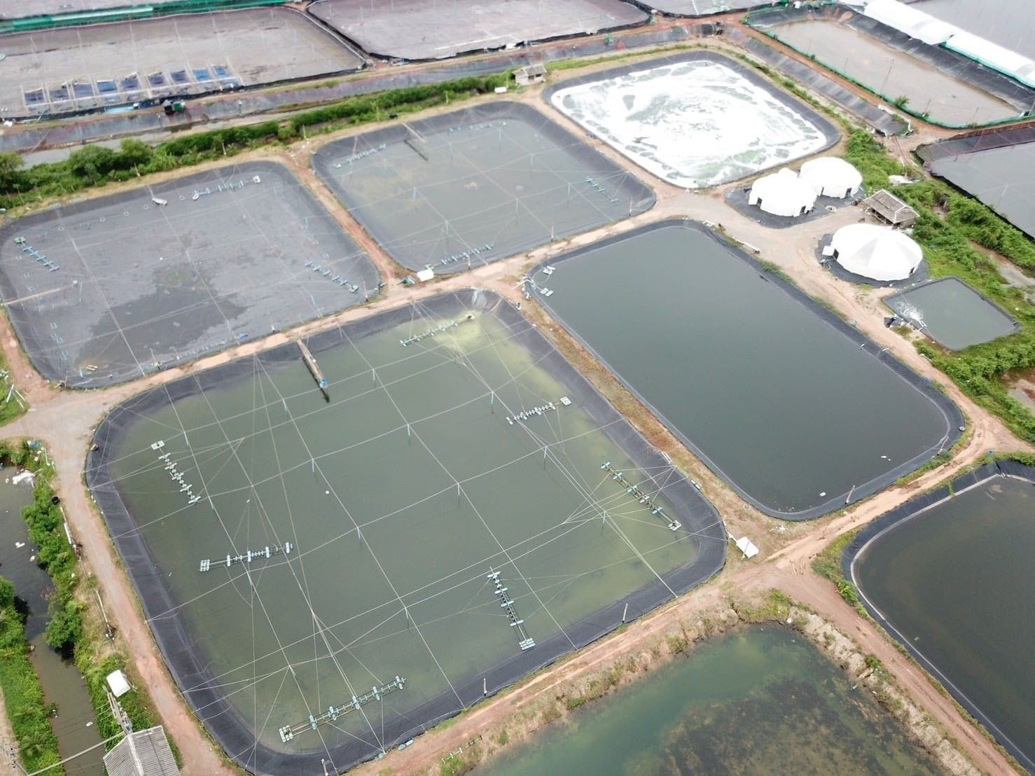 บอร์ดกุ้งแจงนำเข้ากุ้งเพื่อแปรรูปส่งออกสร้างรายได้เข้าประเทศ ในช่วงผลผลิตในประเทศขาดแคลนเท่านั้น 3 ABAC9726 1ED4 4C26 B3FF 12C7B31C1BA7