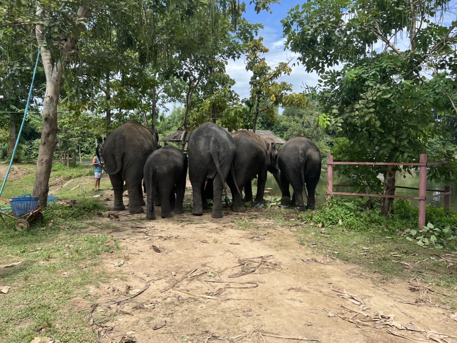 กรมปศุสัตว์บูรณาการภาคเอกชนร่วมมือมูลนิธิสัตวแพทย์จัดทำโครงการรักษ์ช้าง เพื่อดำเนินการช่วยเหลือช้างในปางช้าง ช.ช้างชรา จังหวัดกาญจนบุรี 2 ADF7E47B 307A 4E9E A3BC 300AA89C9ED9