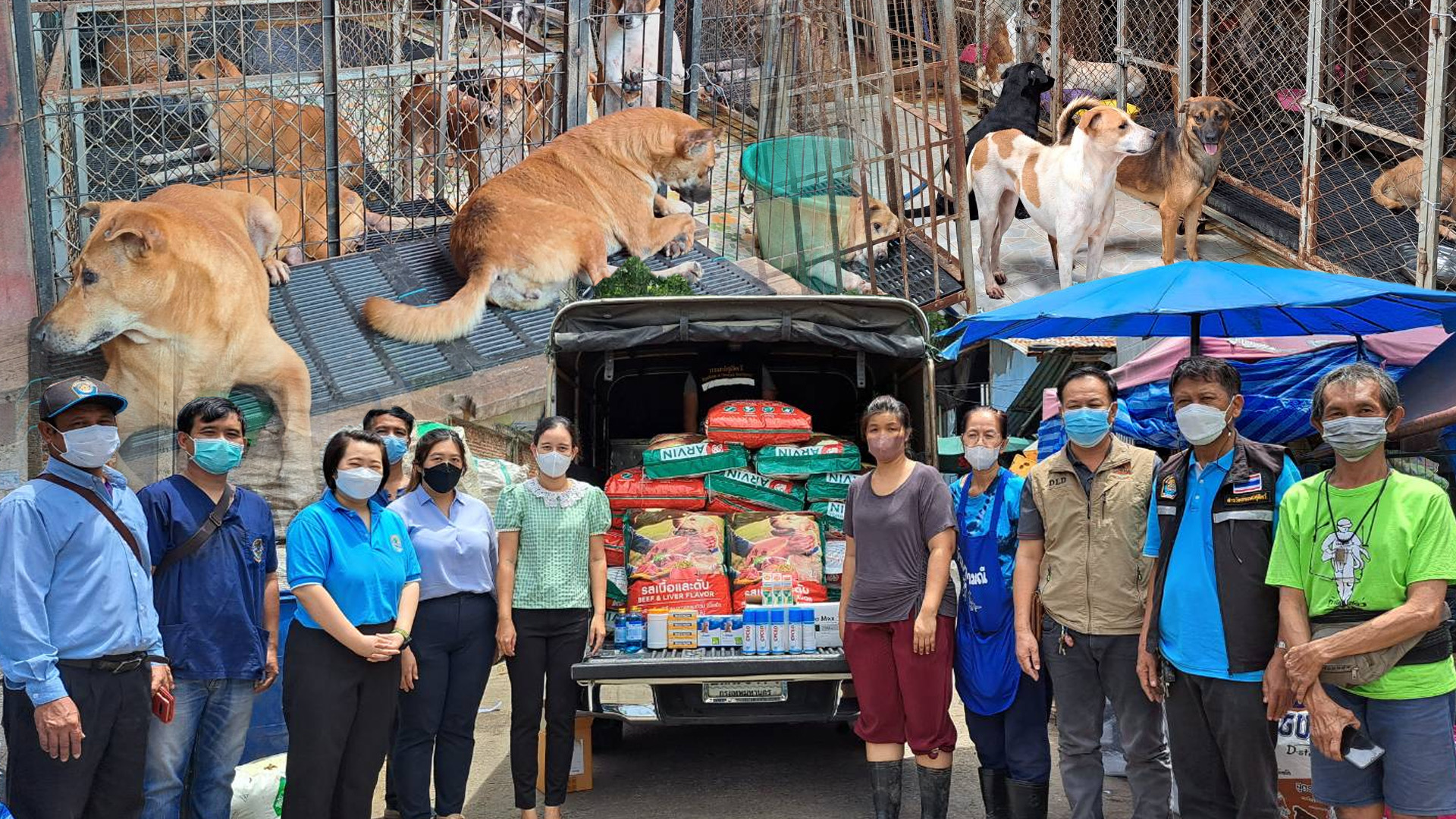 กรมปศุสัตว์ให้ความช่วยเหลือเหตุน้ำท่วมสถานสงเคราะห์สัตว์”บ้านหมาป้ามณี” จ.ปทุมธานี 1 B3FCA678 279C 4DCA 934B A0179D8D9546