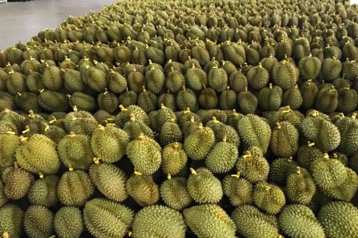 ทูตเกษตรฯแนะ”ทุเรียนไทย”วิ่ง สู้ ฟัด สกัดคู่แข่ง เร่งปรับตัวทั้งระบบ 4 C84F5D00 4E43 40CA 89B7 1DBDBC6FD1E7