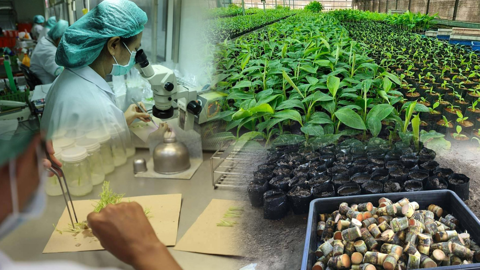 กรมส่งเสริมการเกษตร ตั้งเป้า 10 ปี ก้าวสู่การเป็นผู้นำด้านการผลิตและขยายพืชพันธุ์ดี 1 กสก3