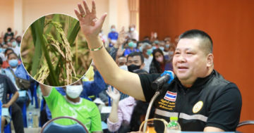 ยกระดับข้าว3
