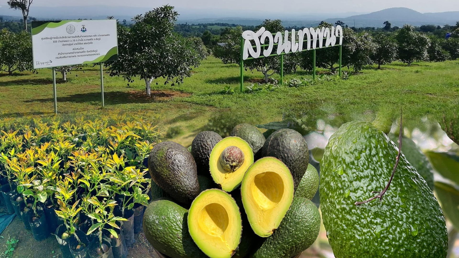 สวนเทพนา3