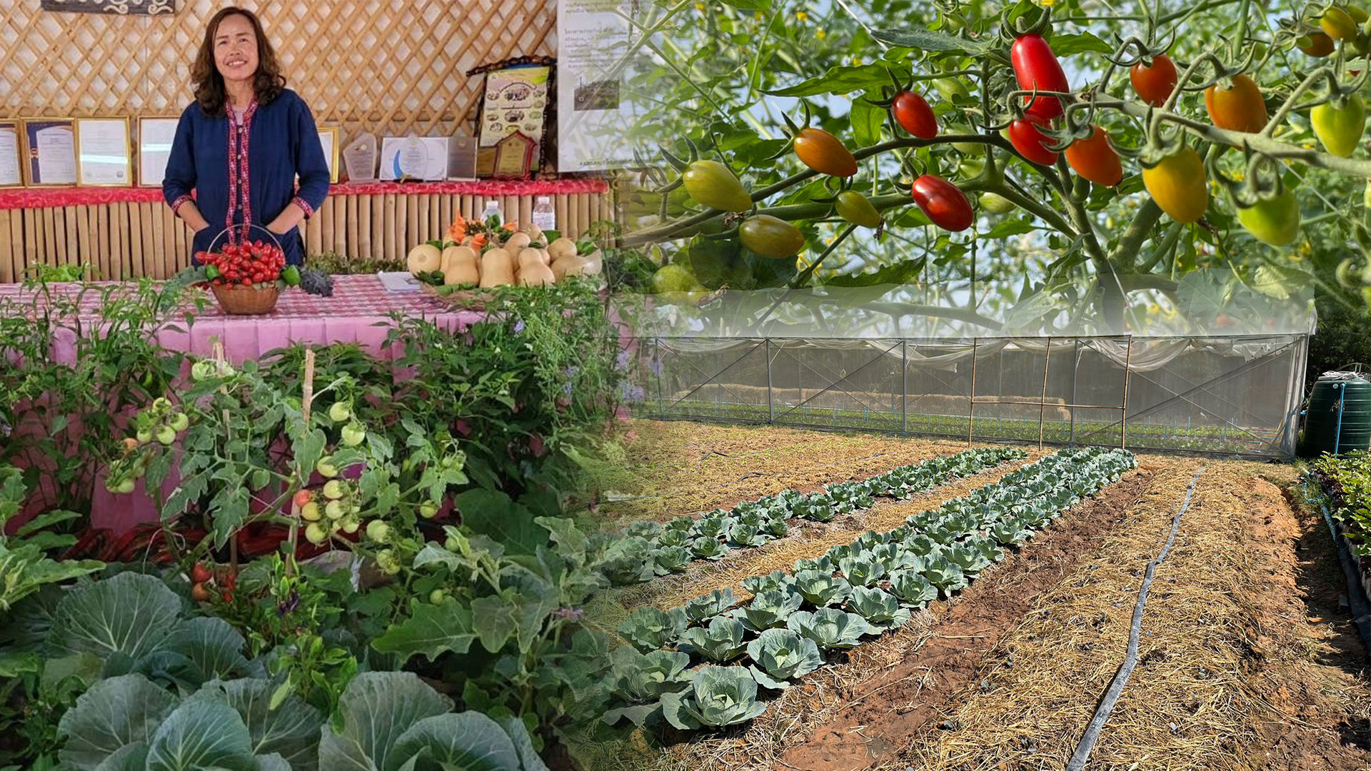 กรมวิชาการเกษตร มอบรางวัลเกษตรกร GAP และเกษตรอินทรีย์ดีเด่น ประจำปี 2565 1 เกษตรกรดีเด่น3