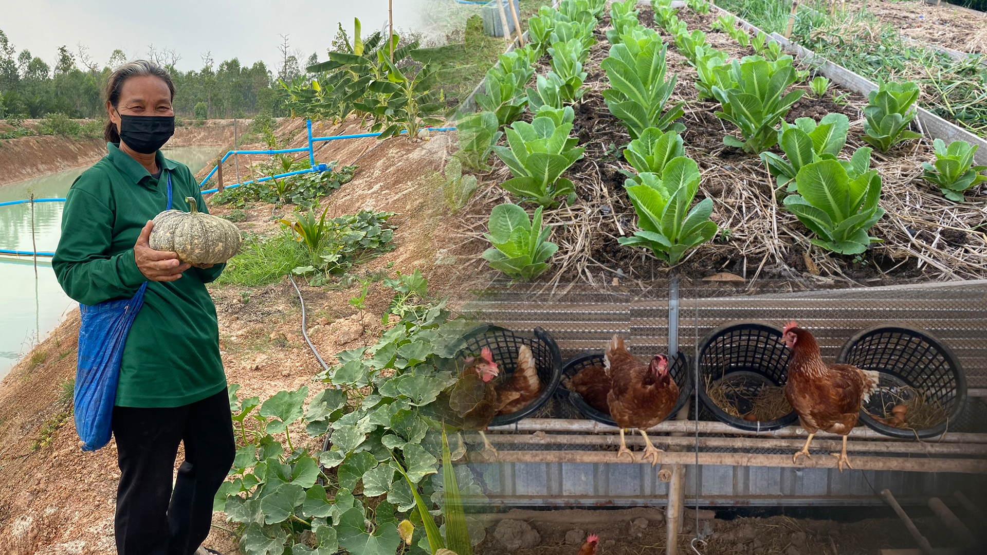 เกษตรทฤษฎีใหม่3