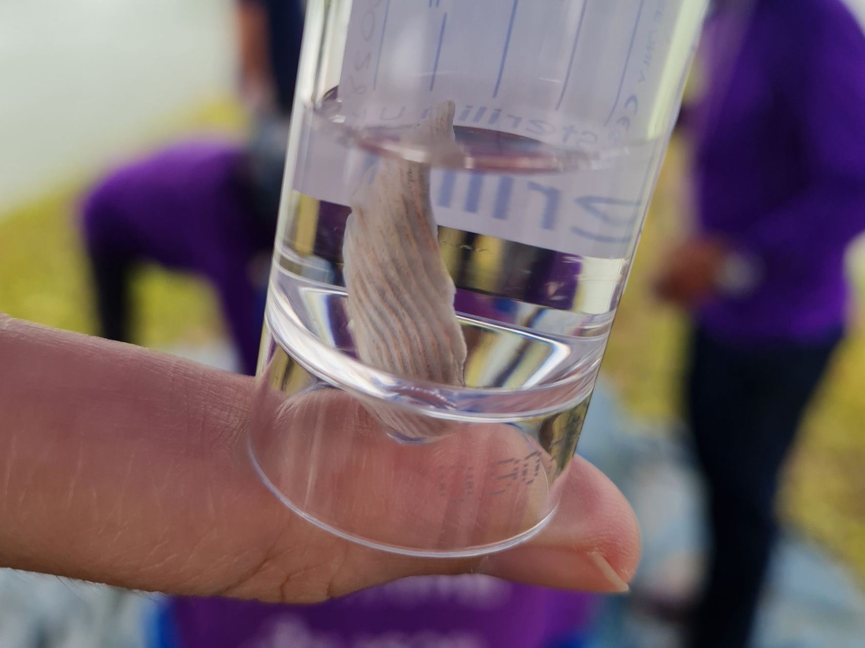 (มีคลิป)กรมประมงฝังไมโครชิพ”ปลาบึก”ถอดรหัส DNA เล็งปั้นสายพันธุ์คุณภาพ พร้อมศึกษาวิจัยเพาะขยายพันธุ์ คงความหลากหลายก่อนสูญพันธุ์ 6 090D1488 EBA5 4D28 82EE 90FED0E929A1