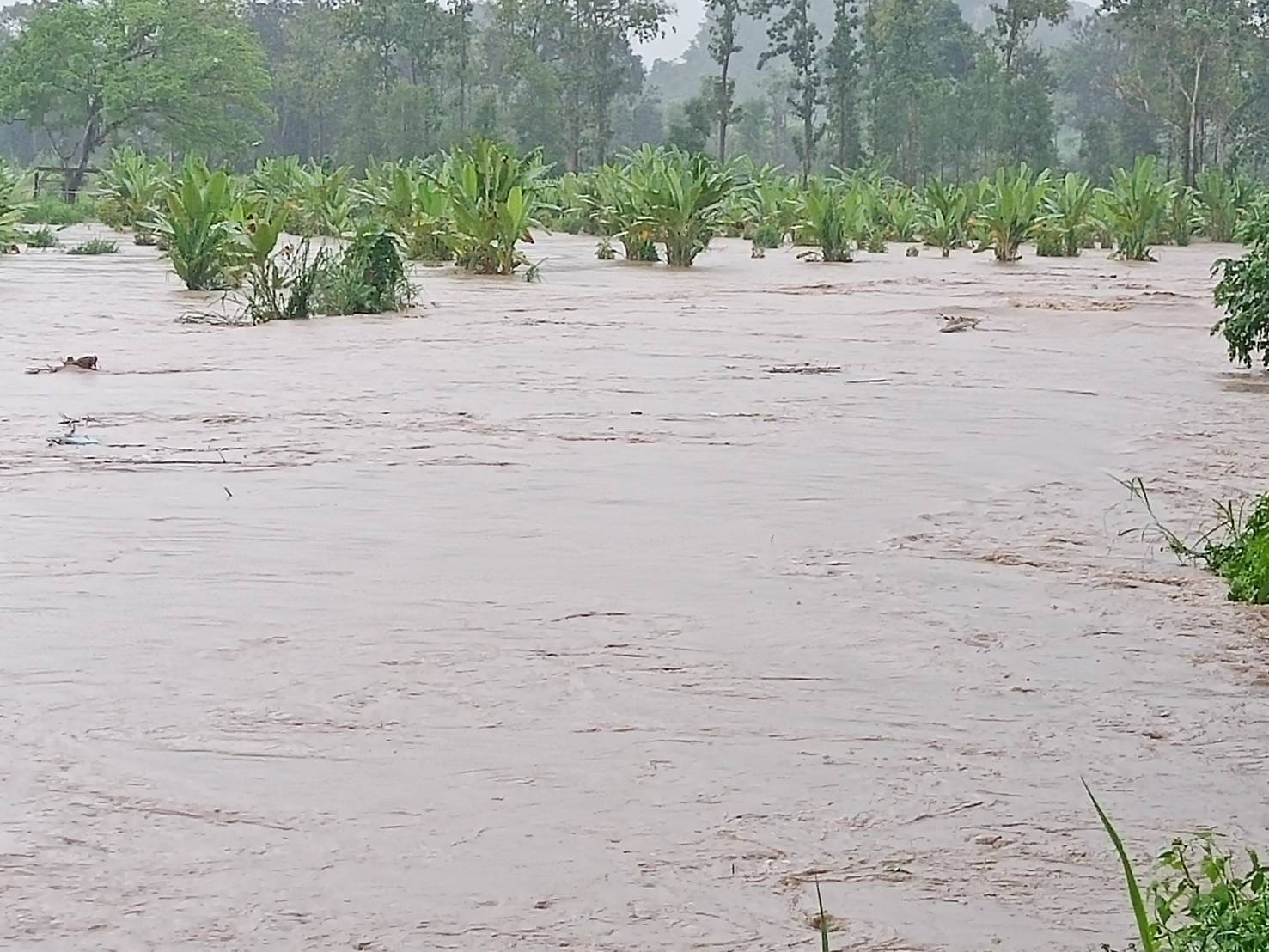 ศูนย์ติดตามฯภัยพิบัติด้านการเกษตร ระบุ ฝนที่ตกหนักส่งผลกระทบ 49 จังหวัด เกษตรกร 2.9 แสนราย พื้นที่ 2.1 ล้านไร่ 2 310846834 528221942642719 318481636985269758 n