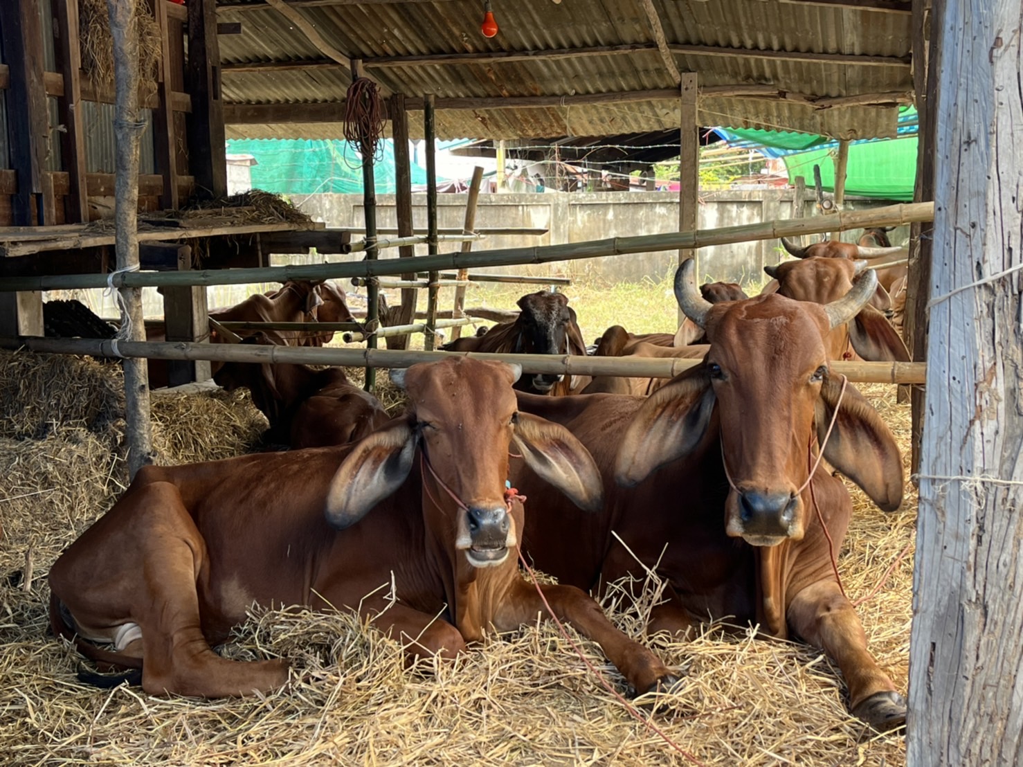 “เฉลิมชัย”สั่งกรมปศุสัตว์ระดมขนส่งเสบียงสัตว์และเวชภัณฑ์ถึงมือเกษตรกรพื้นที่น้ำท่วมต่อเนื่อง 3 351D80A9 DE5B 46C3 A725 071B0649511A