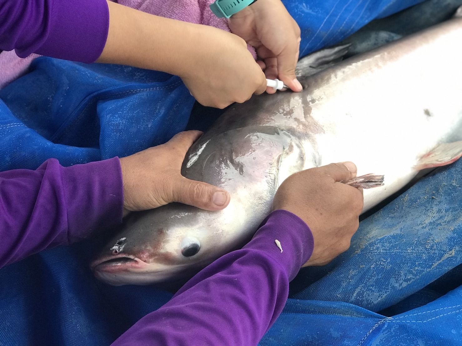 (มีคลิป)กรมประมงฝังไมโครชิพ”ปลาบึก”ถอดรหัส DNA เล็งปั้นสายพันธุ์คุณภาพ พร้อมศึกษาวิจัยเพาะขยายพันธุ์ คงความหลากหลายก่อนสูญพันธุ์ 2 3BA5BE06 4D33 4D2B 9596 8745BEED9E6B