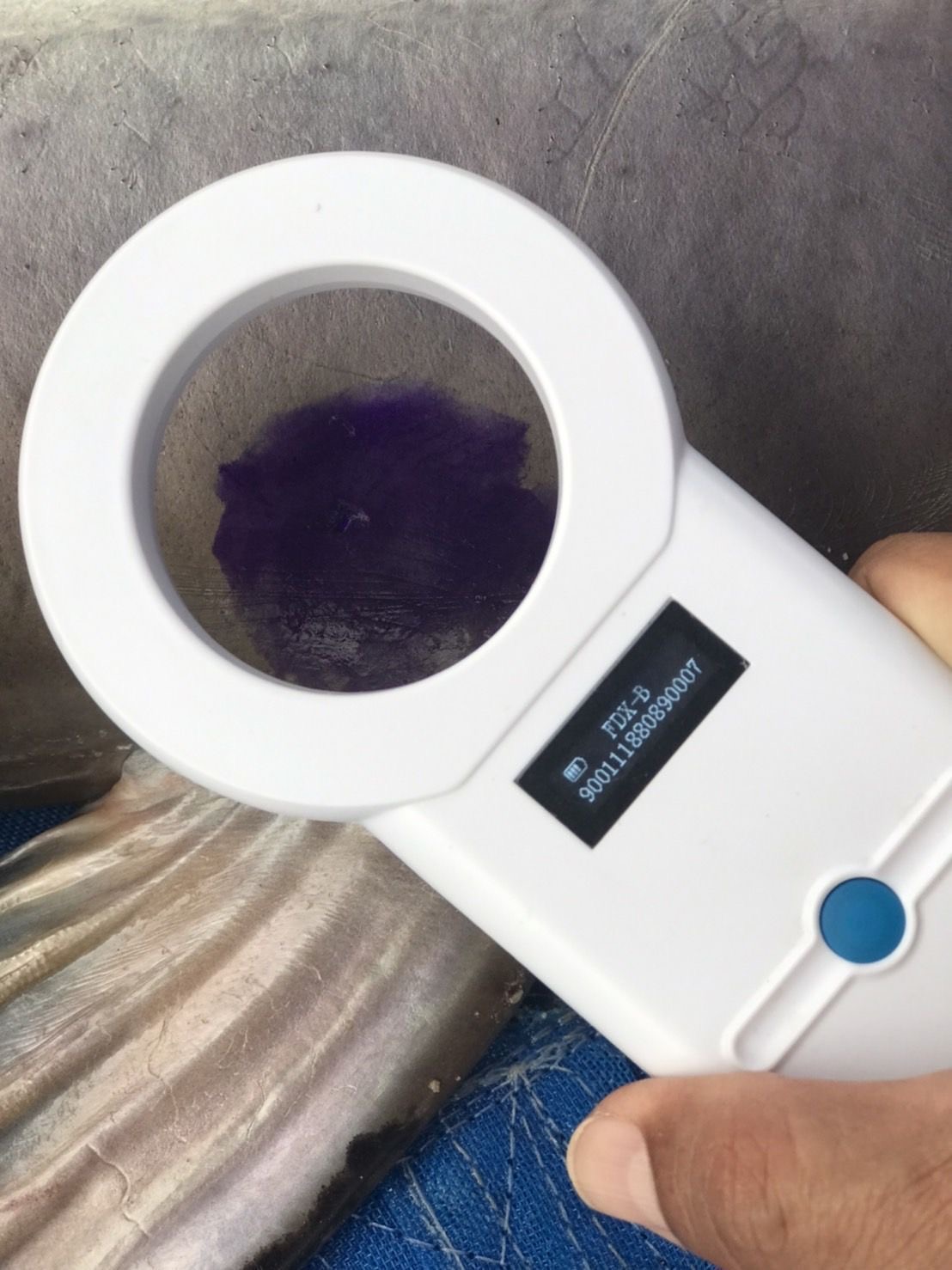 (มีคลิป)กรมประมงฝังไมโครชิพ”ปลาบึก”ถอดรหัส DNA เล็งปั้นสายพันธุ์คุณภาพ พร้อมศึกษาวิจัยเพาะขยายพันธุ์ คงความหลากหลายก่อนสูญพันธุ์ 8 400E2B54 F850 433B 8F7D F7F793B0BB42