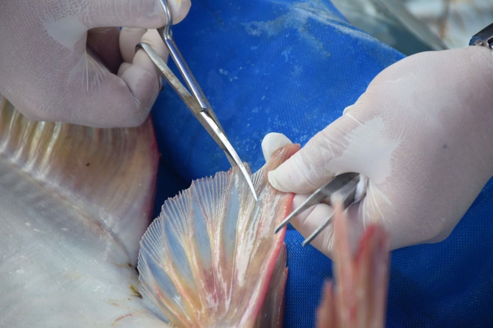 (มีคลิป)กรมประมงฝังไมโครชิพ”ปลาบึก”ถอดรหัส DNA เล็งปั้นสายพันธุ์คุณภาพ พร้อมศึกษาวิจัยเพาะขยายพันธุ์ คงความหลากหลายก่อนสูญพันธุ์ 5 768D650D F78E 469B AC98 9DAB38166F0F