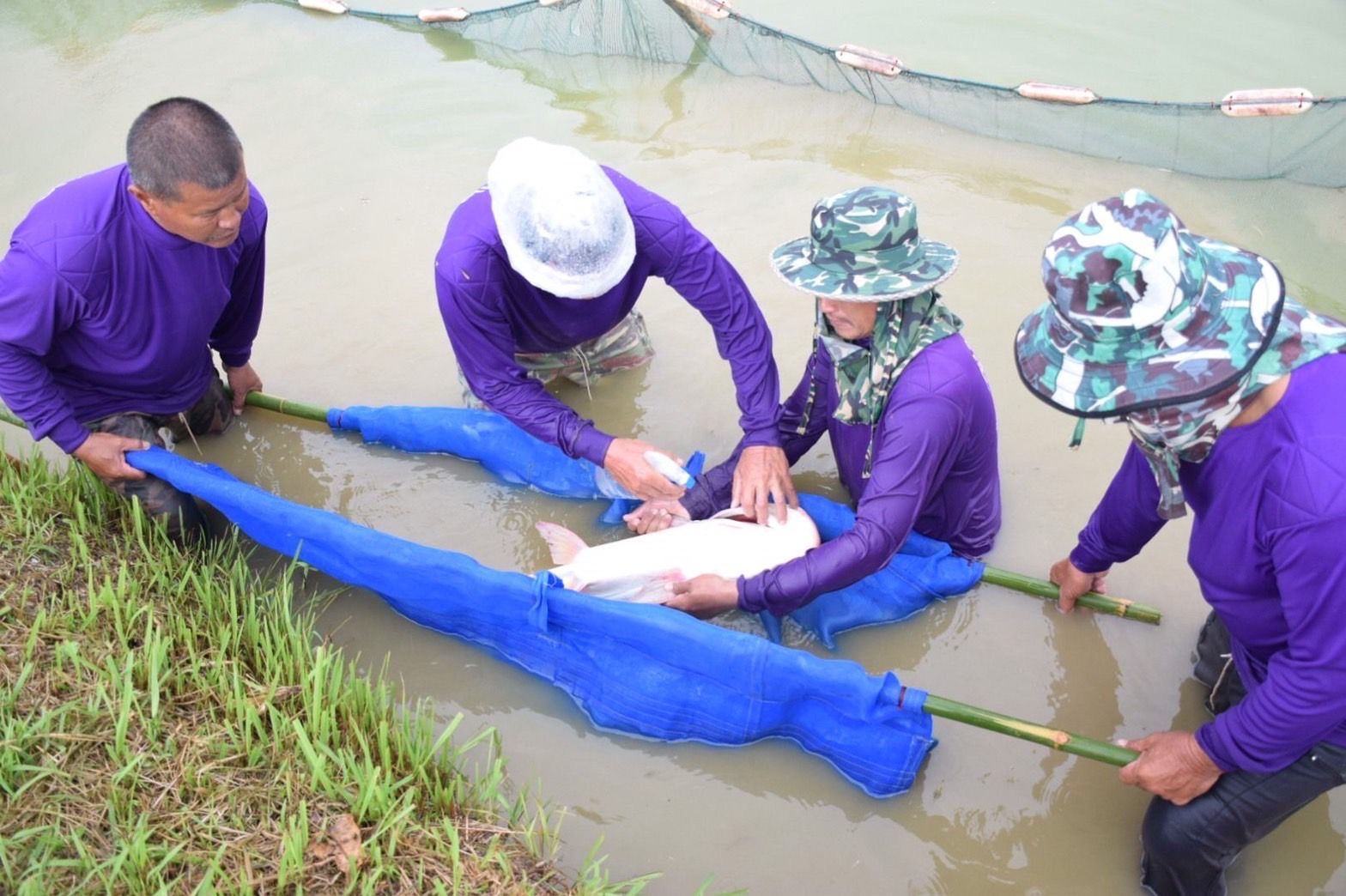 (มีคลิป)กรมประมงฝังไมโครชิพ”ปลาบึก”ถอดรหัส DNA เล็งปั้นสายพันธุ์คุณภาพ พร้อมศึกษาวิจัยเพาะขยายพันธุ์ คงความหลากหลายก่อนสูญพันธุ์ 3 8555DE04 3A24 4824 BD2D 3E680EC7D56F